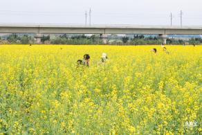 光明油菜花