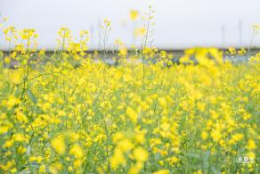 光明油菜花