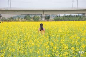 光明油菜花
