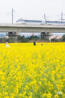 光明油菜花