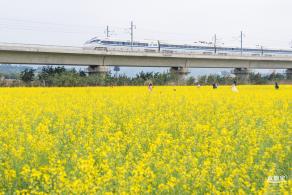 光明油菜花