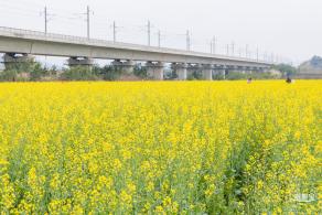 光明油菜花
