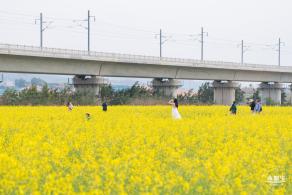 光明油菜花