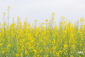 光明油菜花