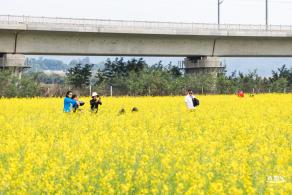 光明油菜花