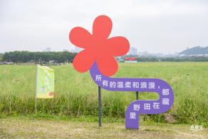 光明油菜花