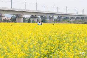 光明油菜花