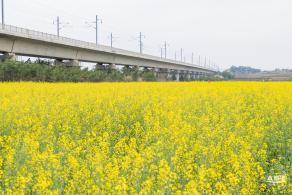 光明油菜花