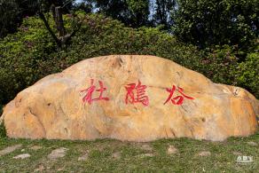 梧桐山毛棉杜鹃花会