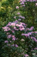 梧桐山毛棉杜鹃花会