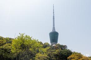 梧桐山毛棉杜鹃花会