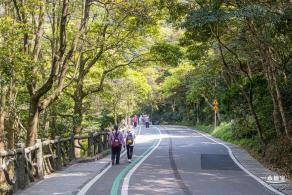 梧桐山毛棉杜鹃花会