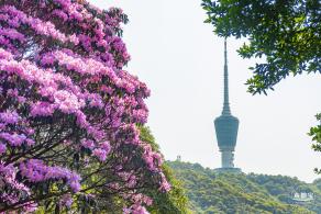 梧桐山毛棉杜鹃花会