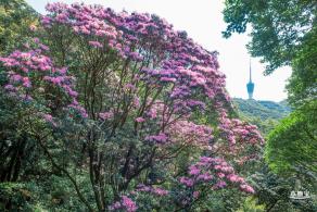 梧桐山毛棉杜鹃花会
