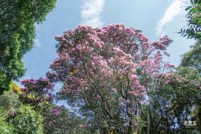 梧桐山毛棉杜鹃花会