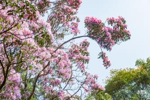 梧桐山毛棉杜鹃花会