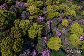 梧桐山毛棉杜鹃花会