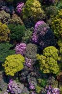 梧桐山毛棉杜鹃花会