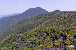 梧桐山毛棉杜鹃花会