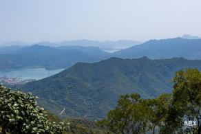 梧桐山毛棉杜鹃花会