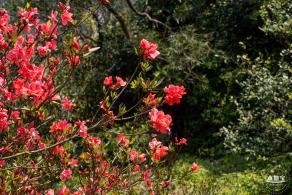 梧桐山毛棉杜鹃花会