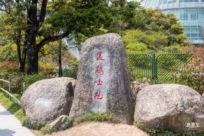梧桐山毛棉杜鹃花会
