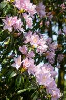 梧桐山毛棉杜鹃花会