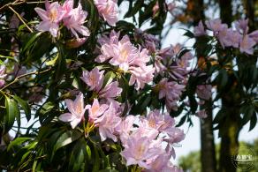 梧桐山毛棉杜鹃花会