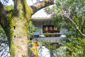梧桐山毛棉杜鹃花会