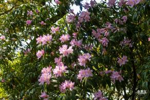 梧桐山毛棉杜鹃花会