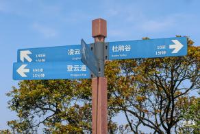 梧桐山毛棉杜鹃花会