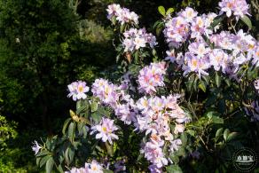 梧桐山毛棉杜鹃花会