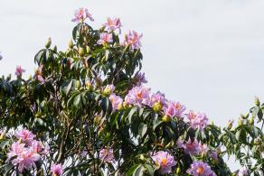 梧桐山毛棉杜鹃花会