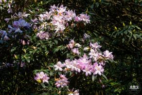 梧桐山毛棉杜鹃花会