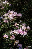 梧桐山毛棉杜鹃花会
