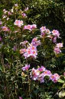 梧桐山毛棉杜鹃花会