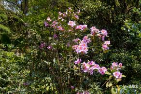 梧桐山毛棉杜鹃花会