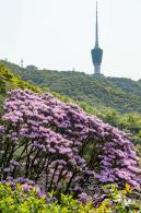 梧桐山毛棉杜鹃花会