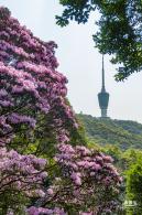 梧桐山毛棉杜鹃花会