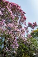 梧桐山毛棉杜鹃花会