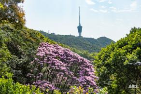 梧桐山毛棉杜鹃花会