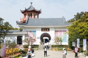 梧桐山毛棉杜鹃花会