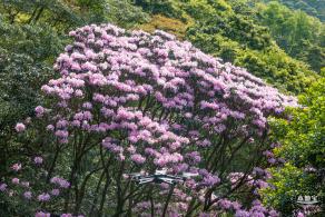 梧桐山毛棉杜鹃花会
