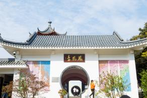 梧桐山毛棉杜鹃花会