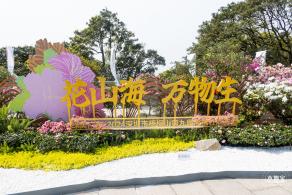 梧桐山毛棉杜鹃花会