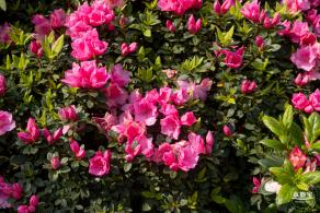 梧桐山毛棉杜鹃花会