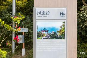 梧桐山毛棉杜鹃花会