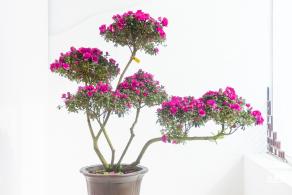 梧桐山毛棉杜鹃花会