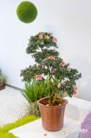 梧桐山毛棉杜鹃花会