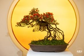 梧桐山毛棉杜鹃花会